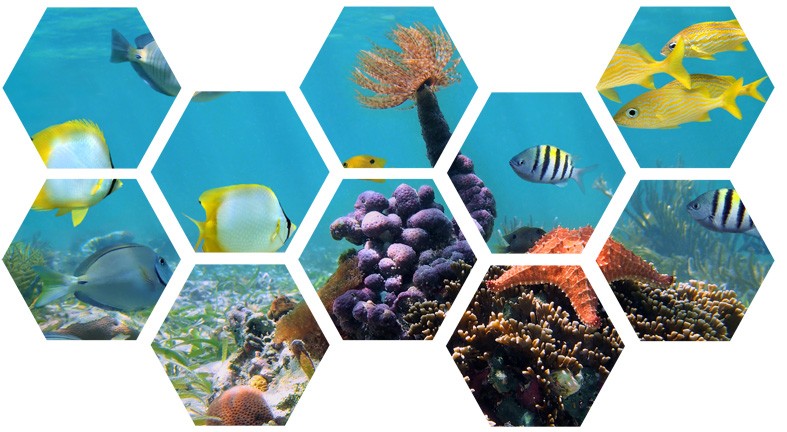 Art. 600e - Quadro in plexiglass stampa brillante "Acquario"