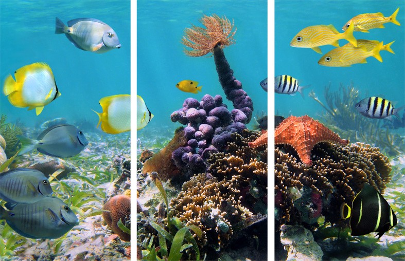 Art. 600s - 3 parti Quadro in plexiglass stampa brillante "Acquario"