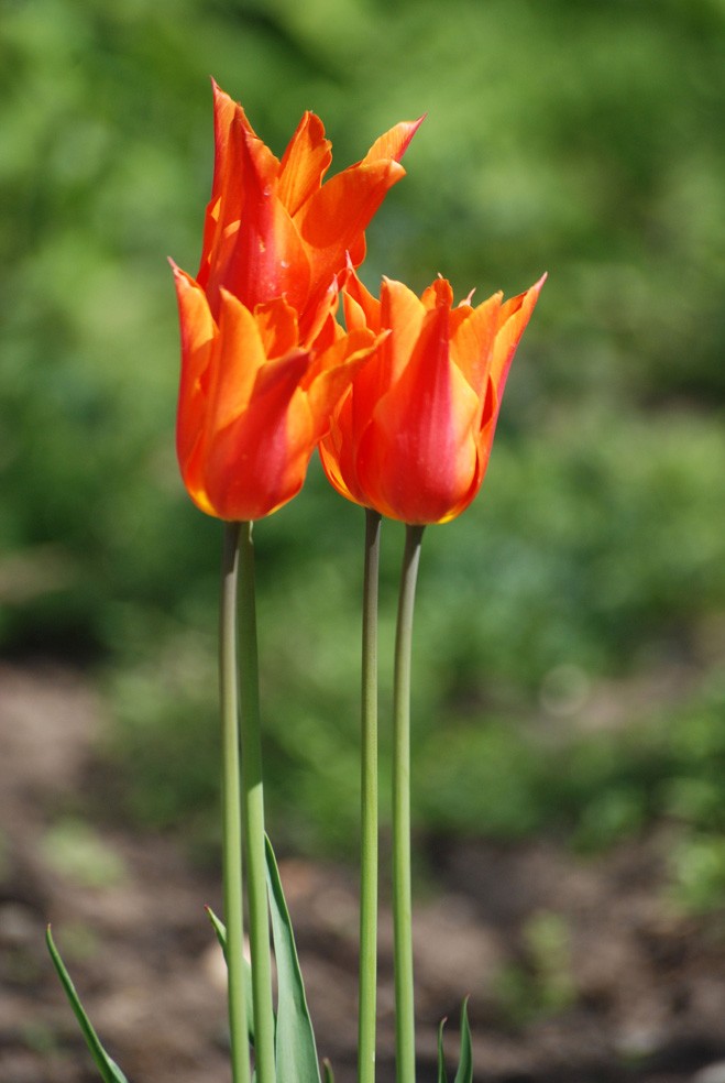 Art. 610 - Quadro in plexiglass stampa brillante "Tulipano"