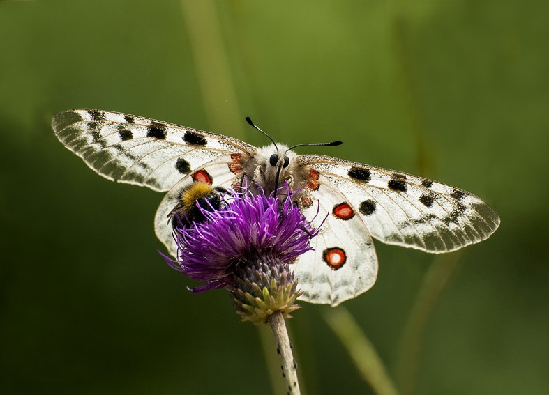 Art. 1695 - Quadro su tela canvas lucida "Farfalla - Parnassius apollo"