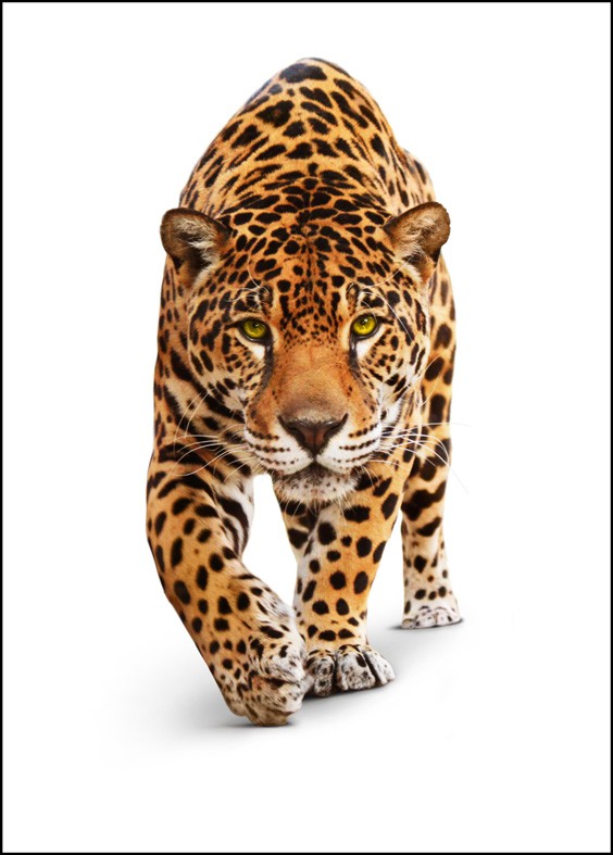 Art. 1739 - Quadro su tela canvas lucida "Tigre"