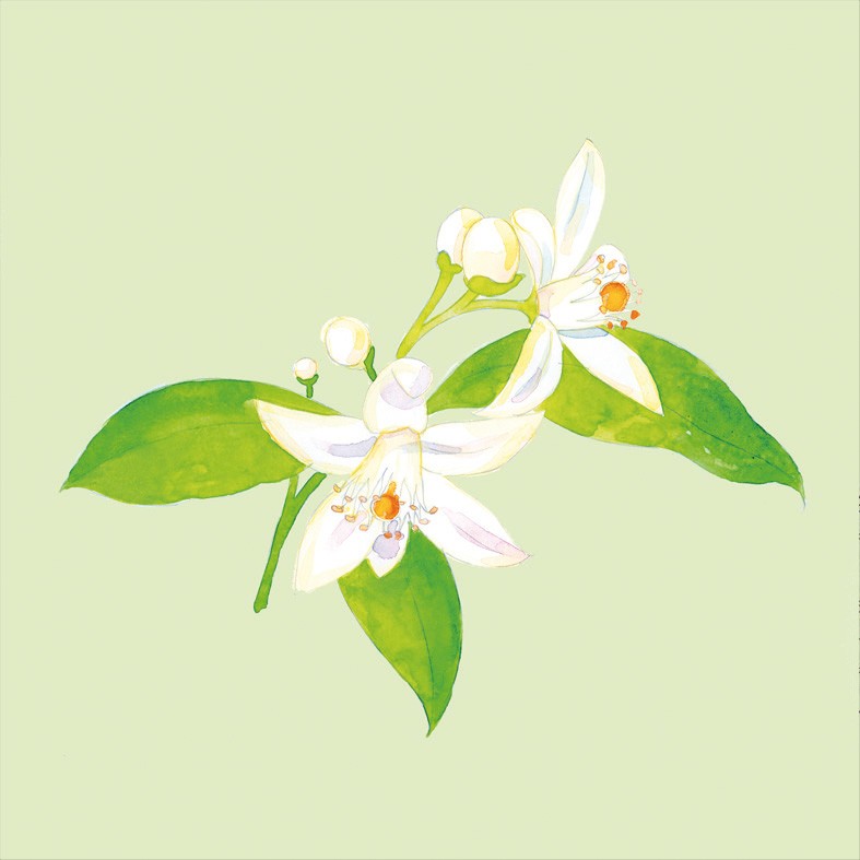 Art. 1759q - Quadro su tela canvas lucida "Fiori di arancio"