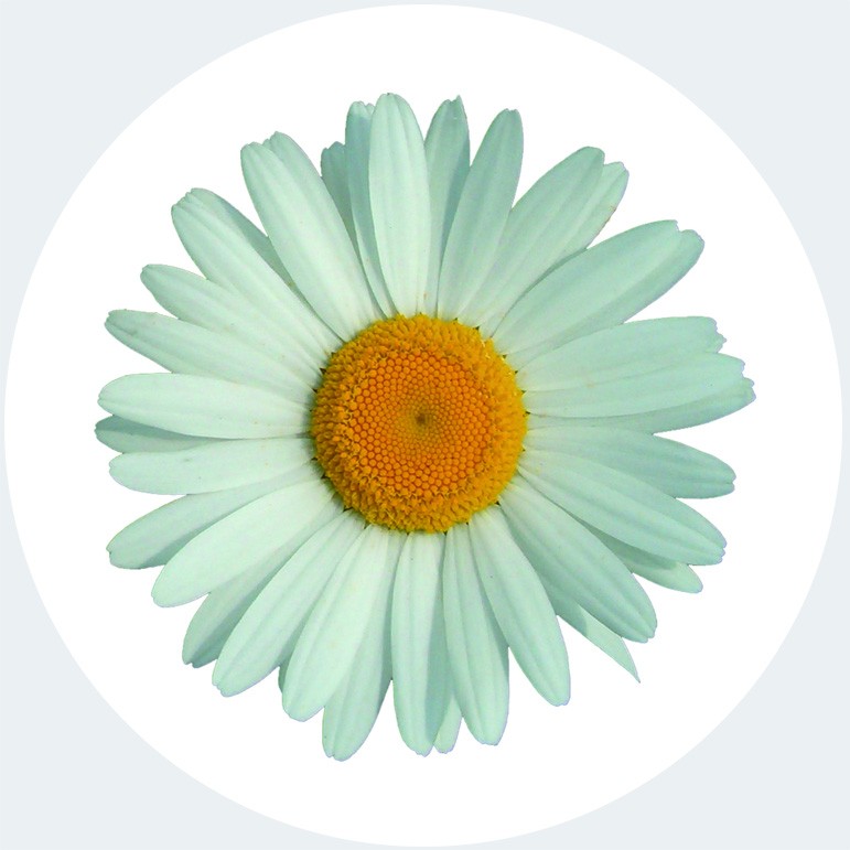 Art. 772t - Quadro in plexiglass stampa brillante "Margherita"