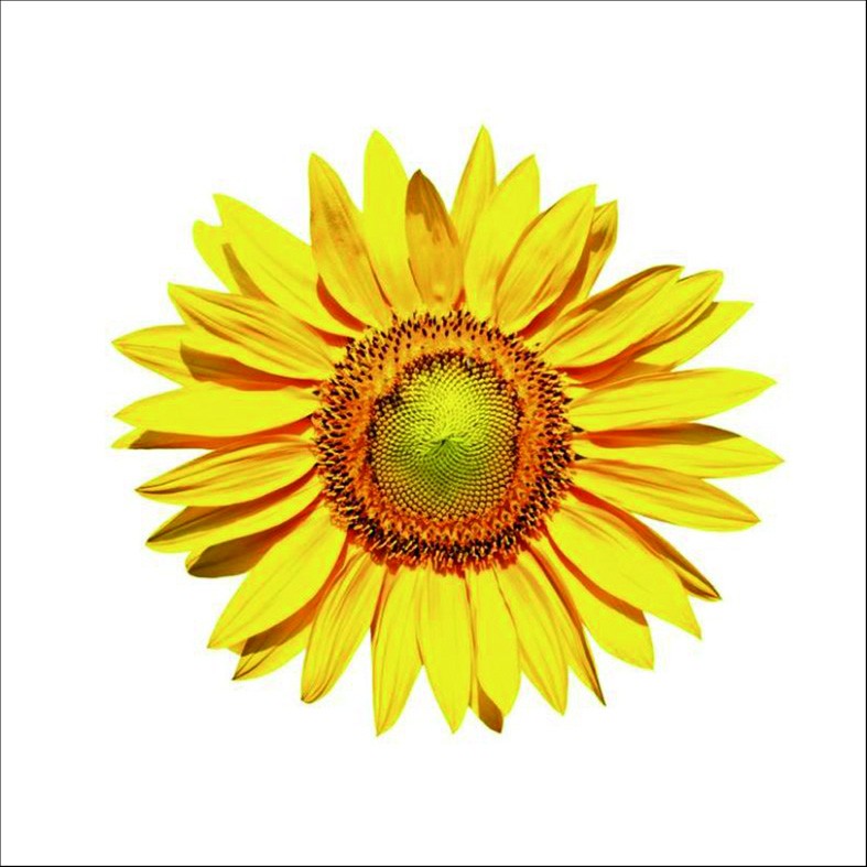 Art. 1785q - Quadro su tela canvas lucida "Girasole"
