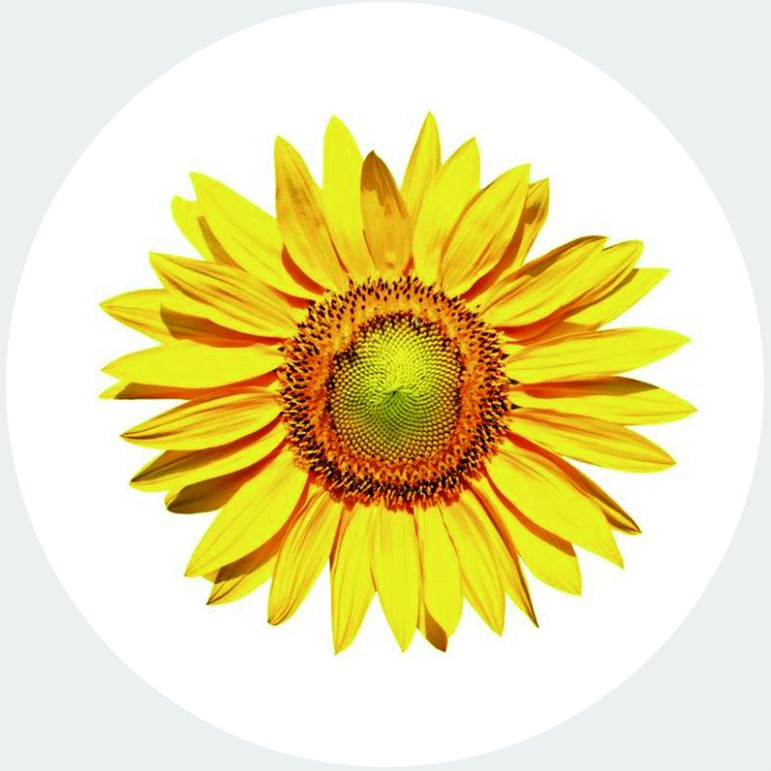 Art. 785t - Quadro in plexiglass stampa brillante "Girasole"