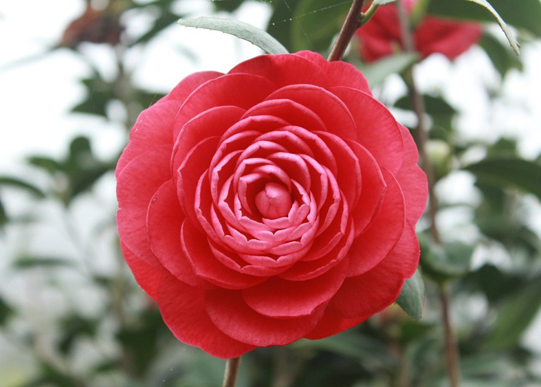 Art. 1852 - Quadro su tela canvas lucida "Camelia"