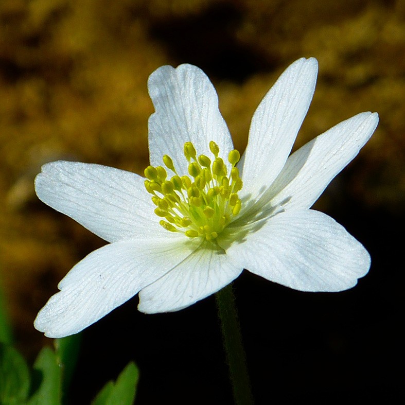 Art. 1878q - Quadro su tela canvas lucida "Anemone"