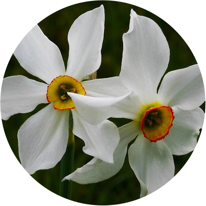 Art. 921t - Quadro in plexiglass stampa brillante "Fiore di pianta grassa"