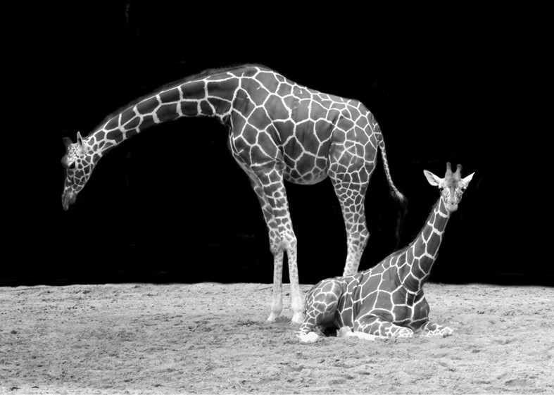 Art. 933 - Quadro in plexiglass stampa brillante "Giraffe"