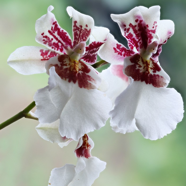 Art. 1940q - Quadro su tela canvas lucida "Orchidea"