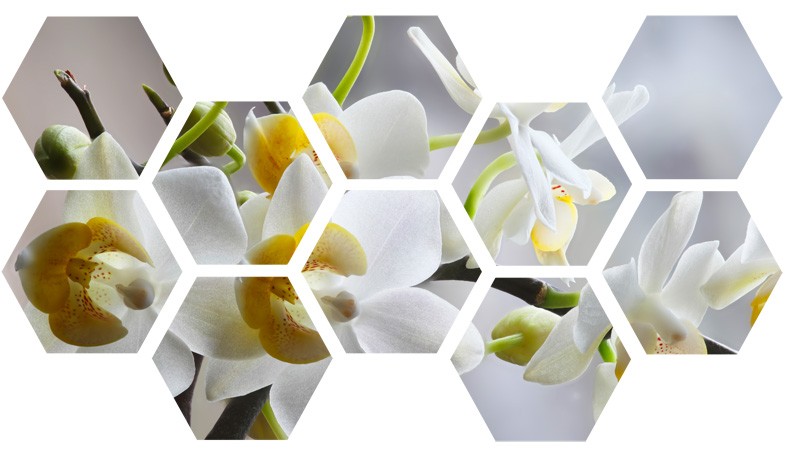 Art. 941e - Quadro in plexiglass stampa brillante "Orchidea"