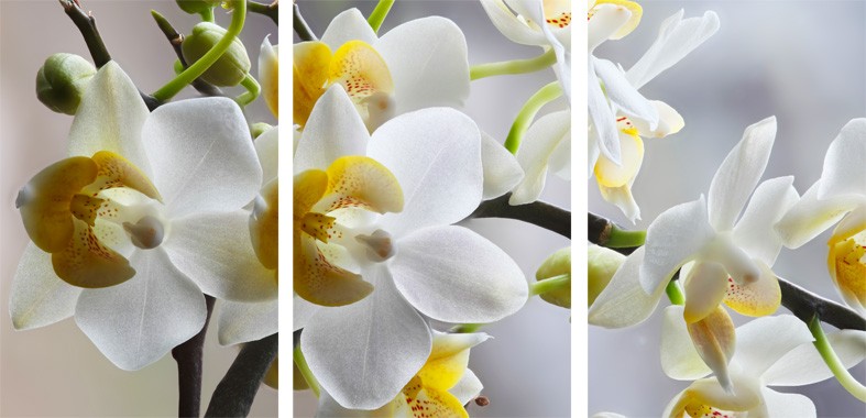 Art. 941s - 3 parti Quadro in plexiglass stampa brillante "Orchidea"
