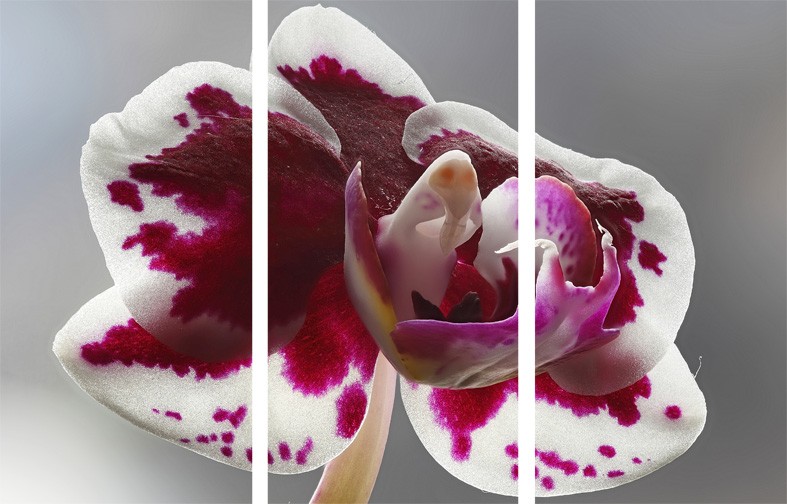 Art. 1942s - 3p Quadro su tela canvas lucida "Orchidea"