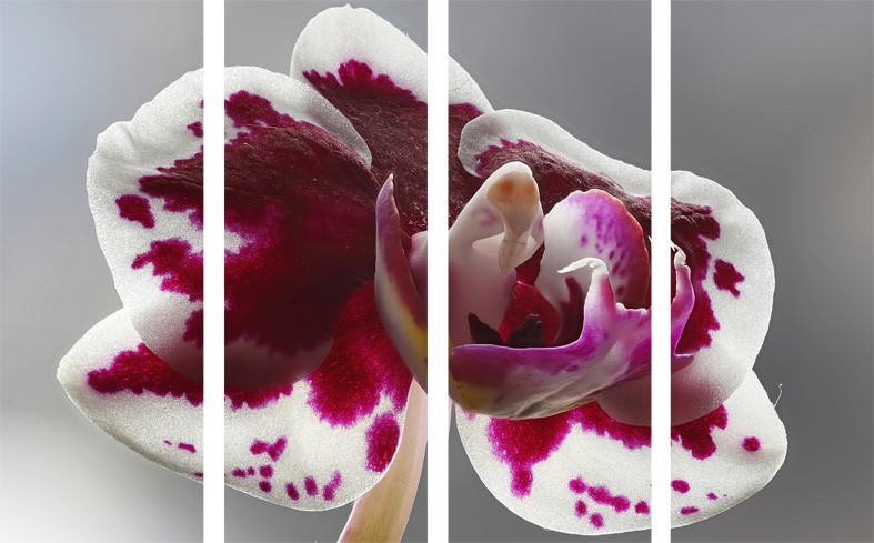 Art. 942s - 4 parti Quadro in plexiglass stampa brillante "Orchidea"
