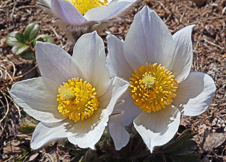 Art. 949 - Quadro in plexiglass stampa brillante "Pulsatilla alpina"