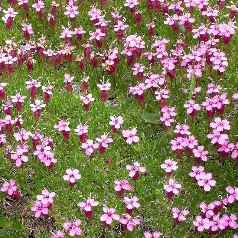 Art. 950q - Quadro in plexiglass stampa brillante "Silene acaulis"