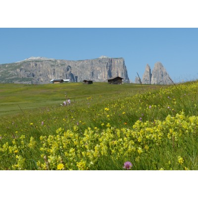Art. 1030 - Quadro in plexiglass stampa brillante "Alpe Siusi"