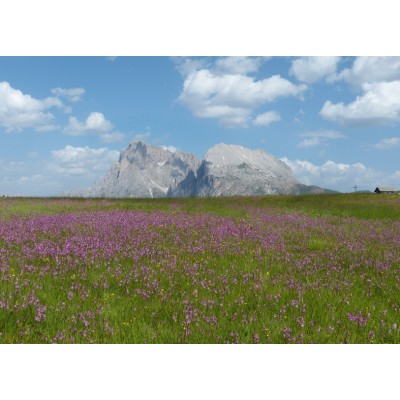 Art. 2031 - Quadro su tela canvas lucida "Alpe di Siusi"