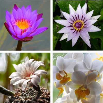 Art. 1078s - 4 parti Quadro in plexiglass stampa brillante "Fiori"