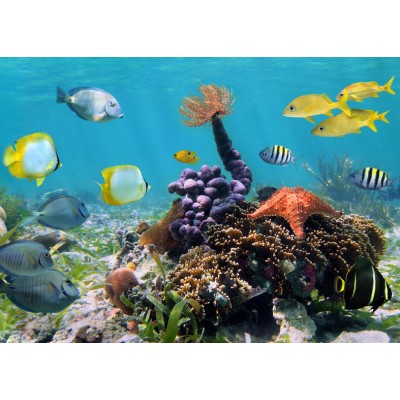 Art. 1600 - Quadro su tela canvas lucida "Acquario"