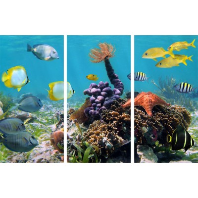 Art. 1600s - 3p Quadro su tela canvas lucida "Acquario"