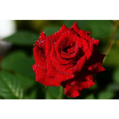 Art. 602 - Quadro in plexiglass stampa brillante "Rosa rossa"