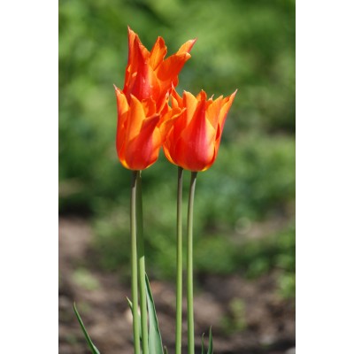 Art. 610 - Quadro in plexiglass stampa brillante "Tulipano"