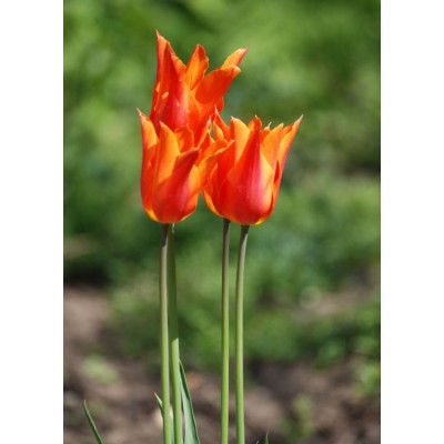 Art. 1610 - Quadro su tela canvas lucida "Tulipano"