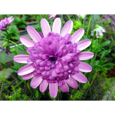 Art. 1622 - Quadro su tela canvas lucida "Fiore"