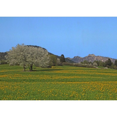 Art. 667 - Quadro in plexiglass stampa brillante "Prati in fiore"