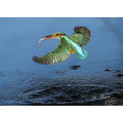 Art. 692 - Quadro in plexiglass stampa brillante "Martin Pescatore"