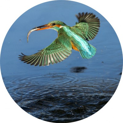 Art. 692t - Quadro in plexiglass stampa brillante "Martin pescatore"