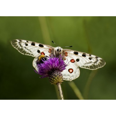 Art. 695 - Quadro in plexiglass stampa brillante "Farfalla - Parnassius Apollo"