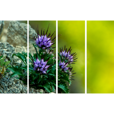Art. 698s - 4 parti Quadro in plexiglass stampa brillante "Raponzolo"