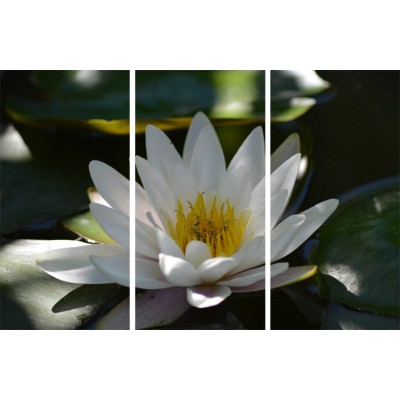Art. 1736s - 3p Quadro su tela canvas lucida "Ninfea"