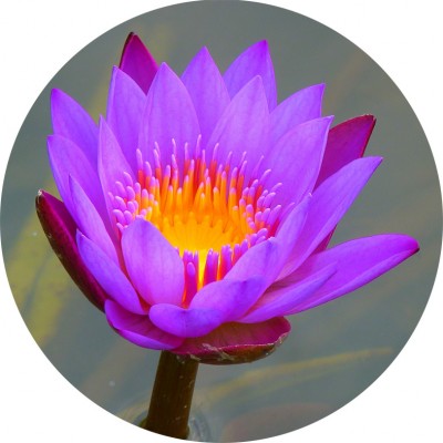 Art. 737t - Quadro in plexiglass stampa brillante "Ninfea rosa"