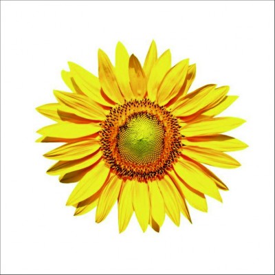 Art. 785q - Quadro in plexiglass stampa brillante "Girasole"