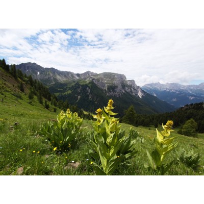 Art. 1831 - Quadro su tela canvas lucida "Parco Nazionale dello Stelvio"