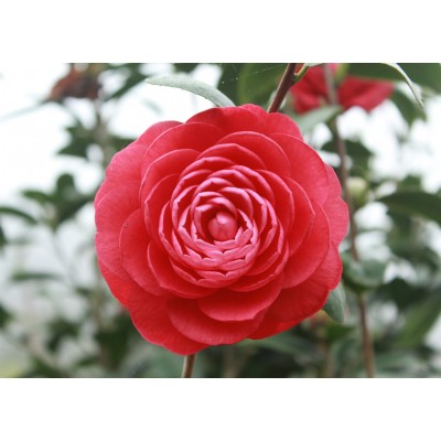 Art. 852 - Quadro in plexiglass stampa brillante "Camelia"