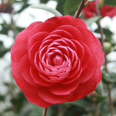 Art. 1852q - Quadro su tela canvas lucida "Camelia"