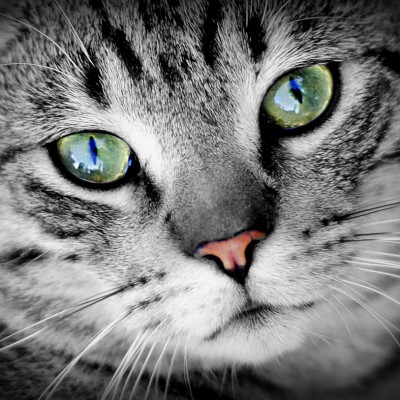 Art. 1853q - Quadro su tela canvas lucida "Gatto"