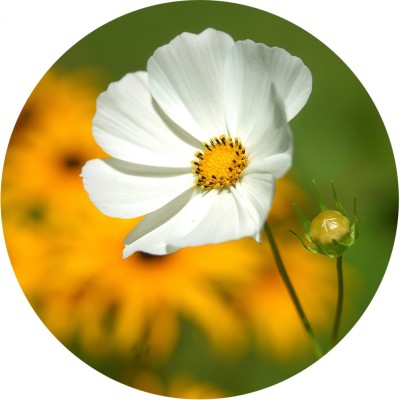 Art. 858t - Quadro in plexiglass stampa brillante