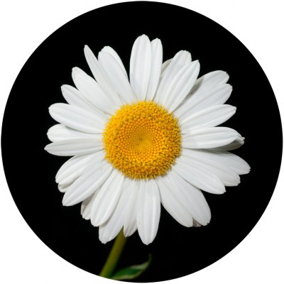 Art. 863t - Quadro in plexiglass stampa brillante "Margherita"