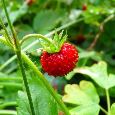 Art. 1875q - Quadro su tela canvas lucida "Fragole"