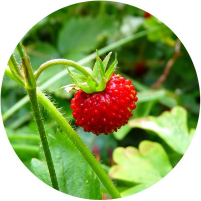 Art. 875t - Quadro in plexiglass stampa brillante "Fragole"