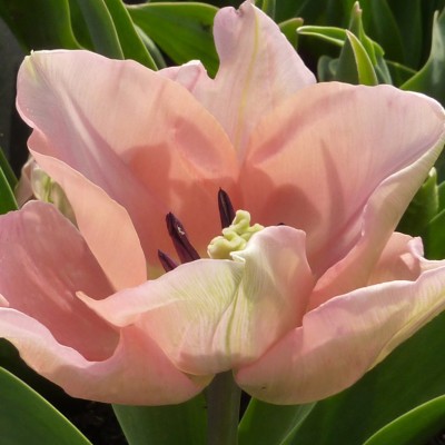 Art. 1876q - Quadro su tela canvas lucida "Tulipano"