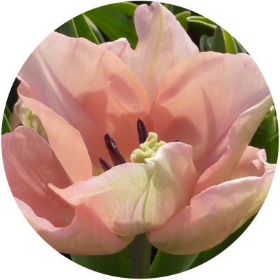 Art. 876t - Quadro in plexiglass stampa brillante "Tulipano"