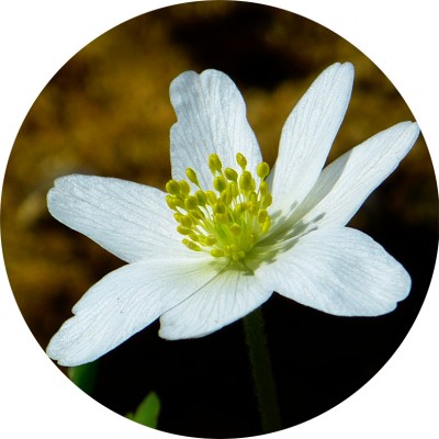 Art. 878t - Quadro in plexiglass stampa brillante "Anemone"