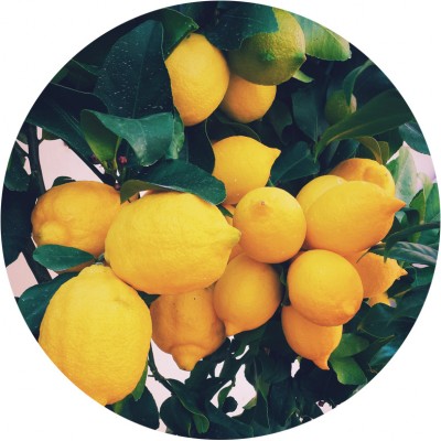 Art. 889t - Quadro in plexiglass stampa brillante "Limoni"