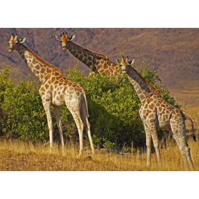 Art. 891 - Quadro in plexiglass stampa brillante "Giraffe"